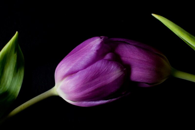 Purple Tulip Bud — Dramatic