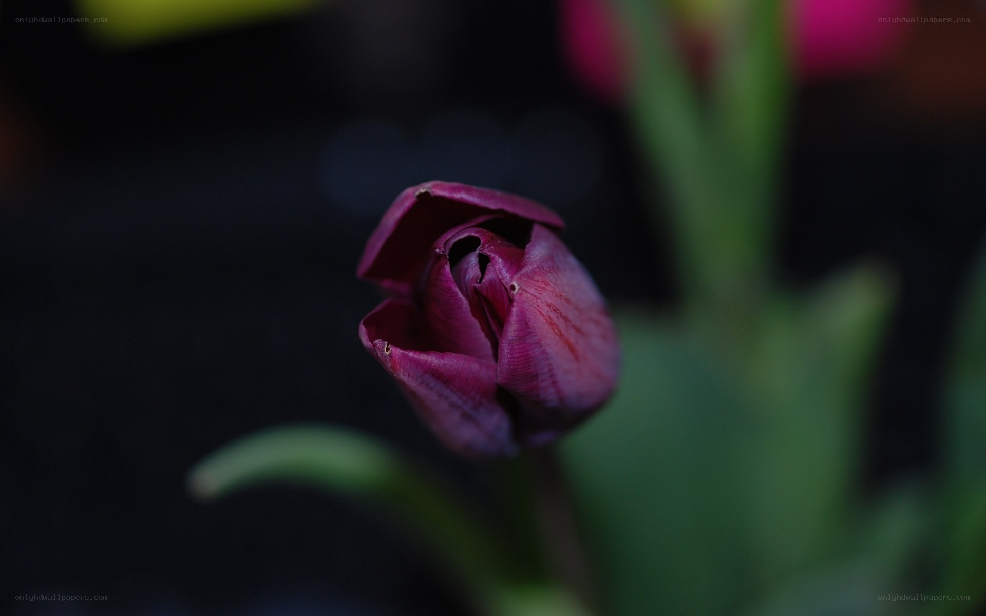 Purple tulip bud in shadow