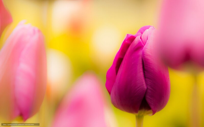 Purple Tulip Bud — Pink, Serene