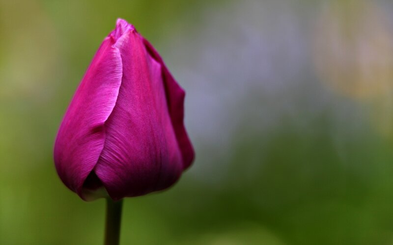 Purple Tulip Bud — Serene, Photograph, Stem, Green Background