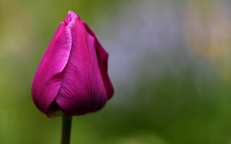 Purple Tulip Bud — Serene, Photograph, Stem