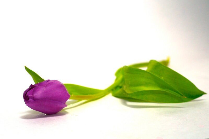 Purple Tulip Bud — Serene, Photograph