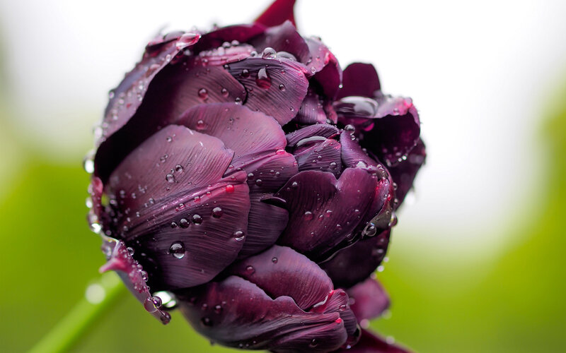 Purple Tulip Bud — Serene, Photograph, Water Droplets, Green Leaves
