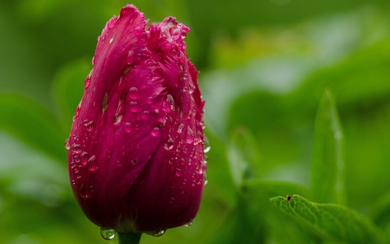 Purple Tulip Bud — Serene, Spring, Photograph