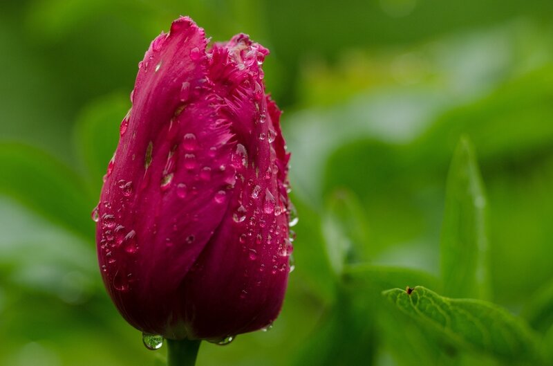 Purple Tulip Bud — Serene, Spring