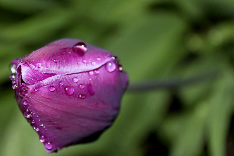 Purple Tulip Bud — Serene