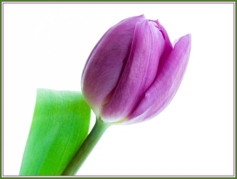 Purple Tulip Bud
