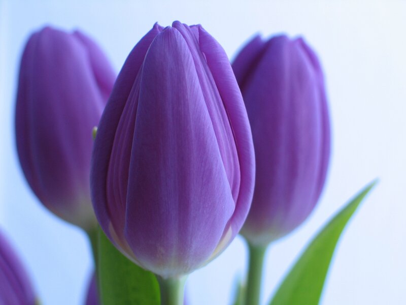 Purple Tulip Buds — Calm, Photograph, Leaves