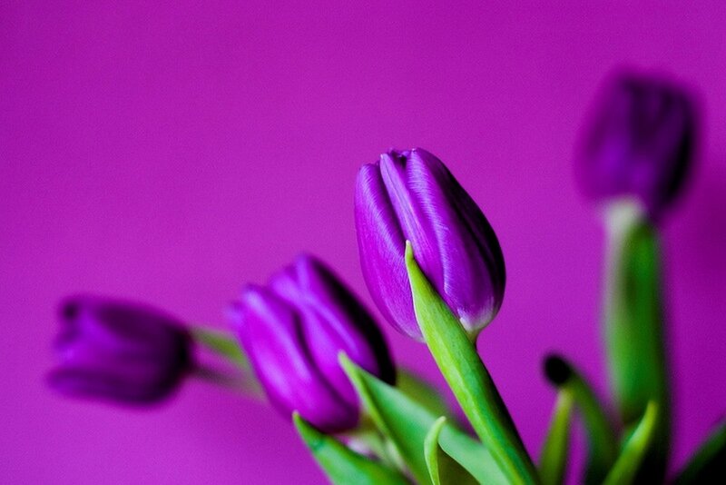 Purple Tulip Buds — Calm, Photograph