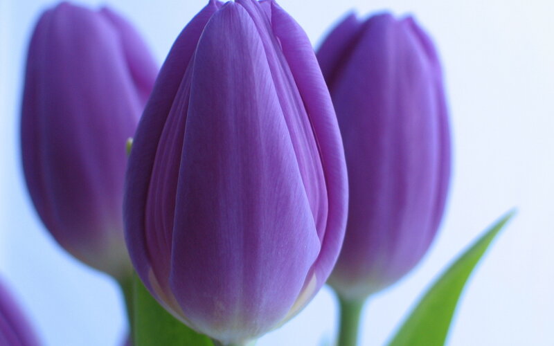 Purple Tulip Buds — Calm, Photograph, Tulips