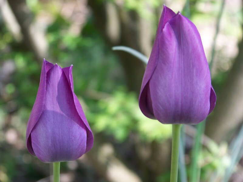 Purple Tulip Buds — Calm, Spring