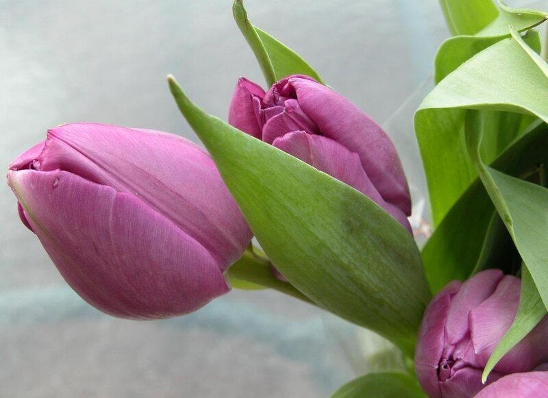 Purple Tulip Buds — Calm