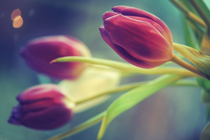Purple Tulip Buds — Serene, Photograph, Green Leaves
