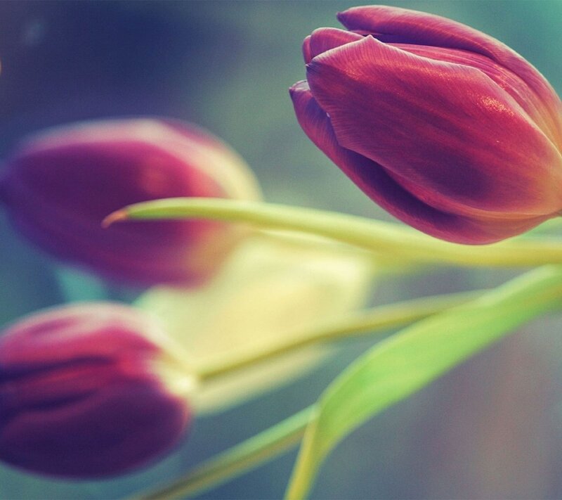Purple Tulip Buds — Serene, Photograph, Stems
