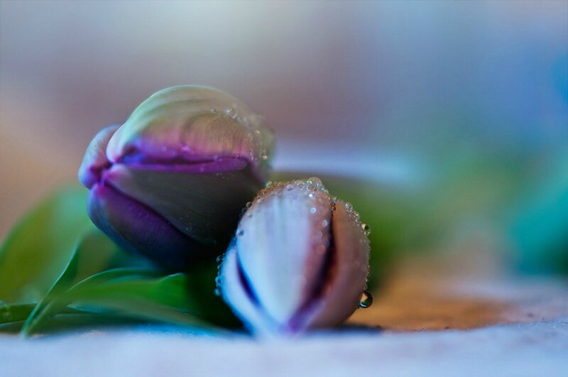 Purple Tulip Buds — Serene, Photograph