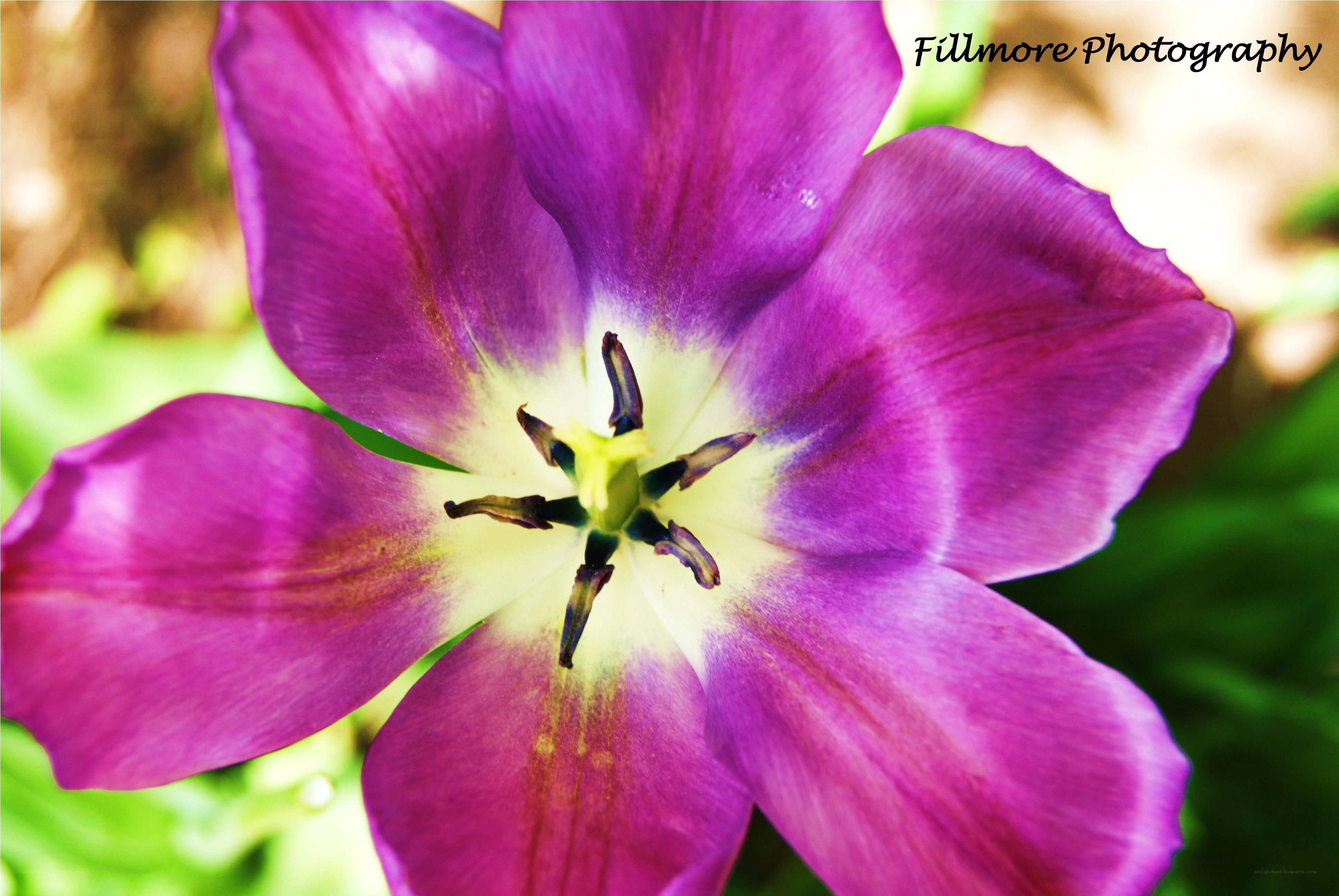 purple tulip close-up