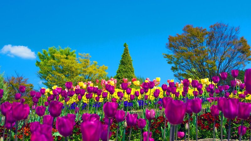 Purple Tulip Field — Blue