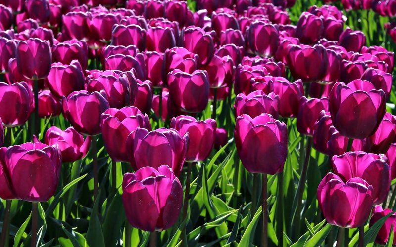 Purple Tulip Field — Bright, Afternoon