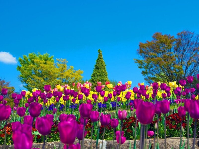 Purple Tulip Field — Bright