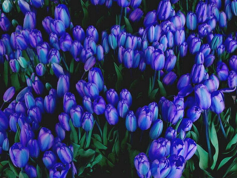 Purple Tulip Field — Calm, Photograph