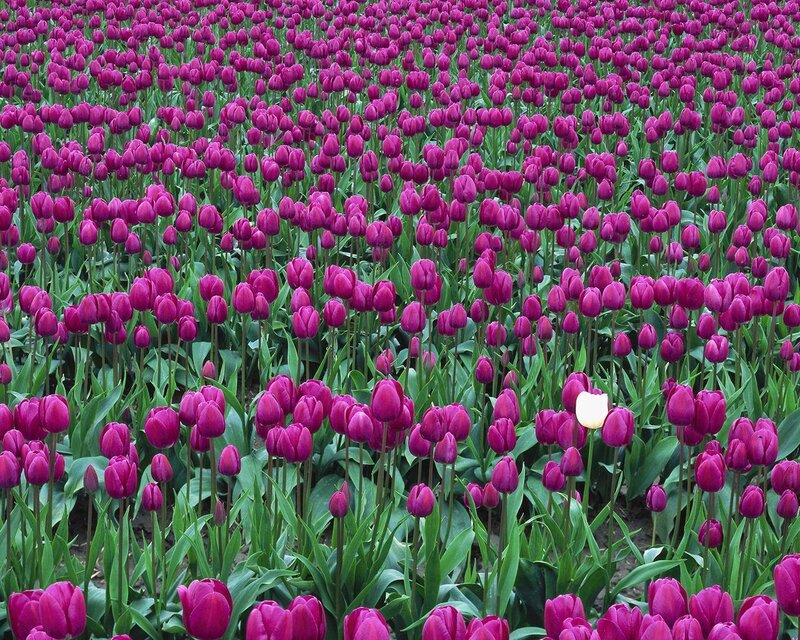 Purple Tulip Field — Calm