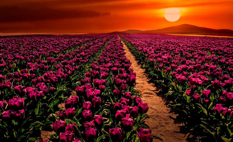 Purple Tulip Field — Dramatic, Sunset, Photograph