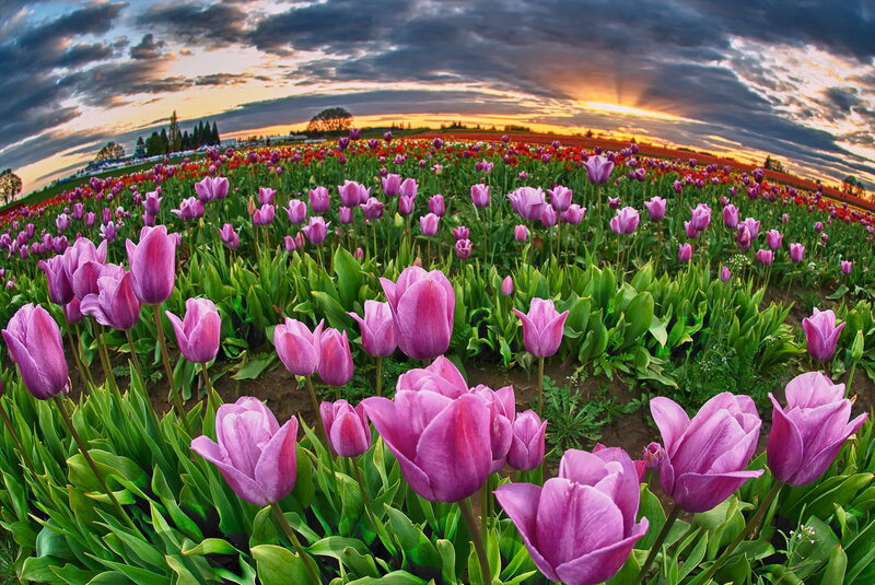 Purple Tulip Field — Dramatic, Sunset