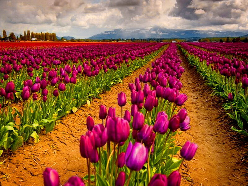 Purple Tulip Field — Dramatic
