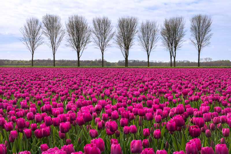 Purple Tulip Field — Pink, Serene