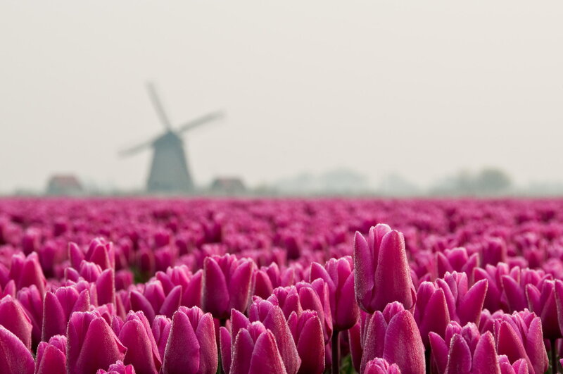 Purple Tulip Field — Pink