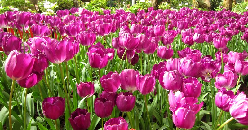 Purple Tulip Field — Serene, Afternoon