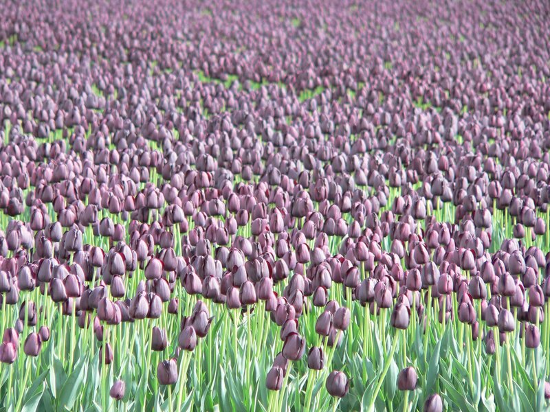 Purple Tulip Field — Serene, Spring, Photograph, Flowers, Green Stems