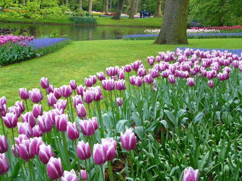 Purple Tulip Field — Serene, Spring, Photograph, Flowers