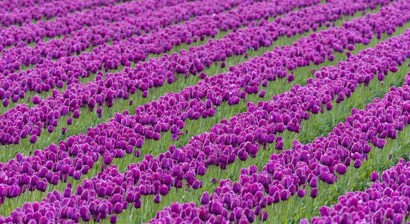 Purple Tulip Field — Serene, Spring, Photograph, Green Grass, Tulips