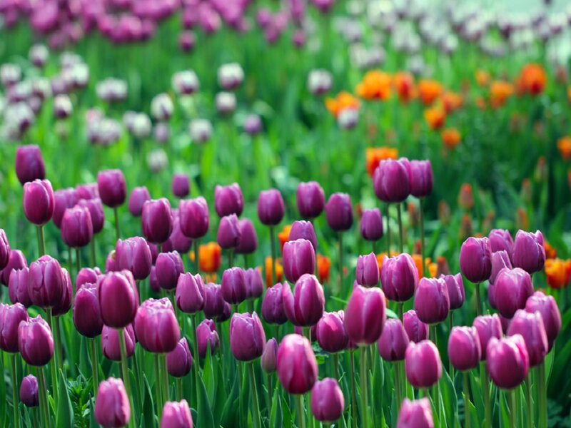 Purple Tulip Field — Serene, Spring, Photograph, Green Leaves