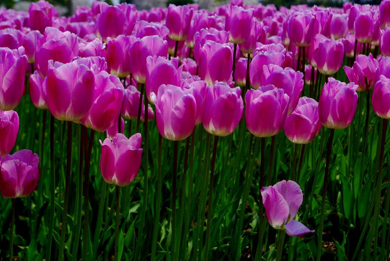 Purple Tulip Field — Serene, Spring, Photograph, Green Stems, Leaves