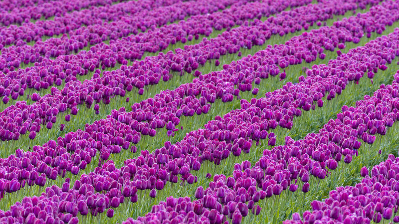 Purple Tulip Field — Serene, Spring, Photograph, Green Stems