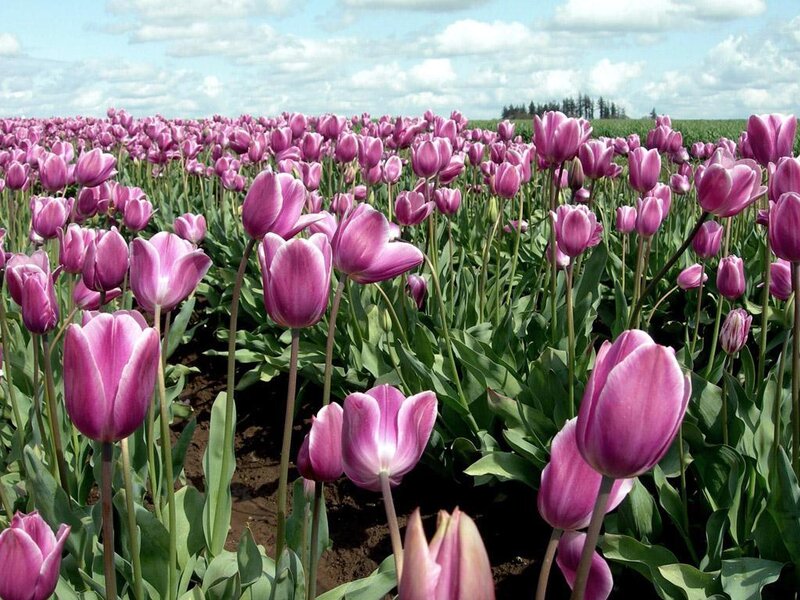 Purple Tulip Field — Serene, Spring, Photograph