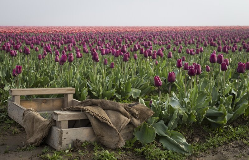 Purple Tulip Field — Serene, Spring, Photograph, Wooden Crate