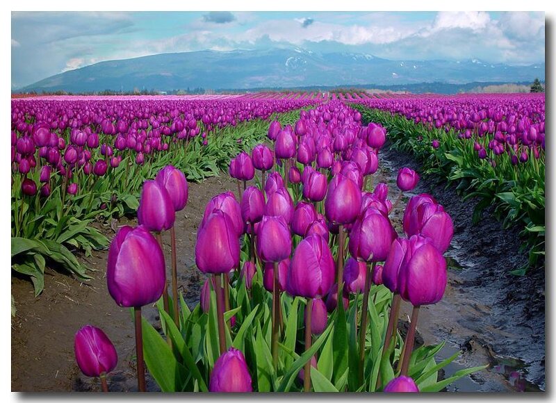 Purple Tulip Field — Serene, Spring