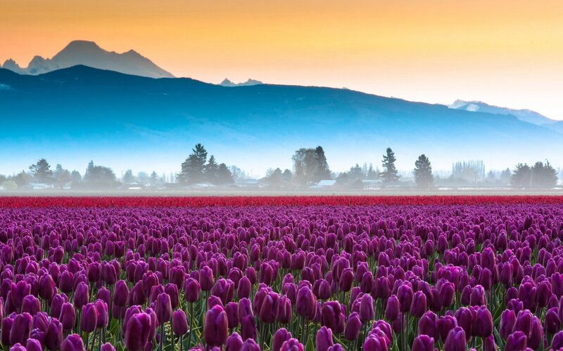 Purple Tulip Field — Serene, Sunrise, Photograph, Mountains, Trees