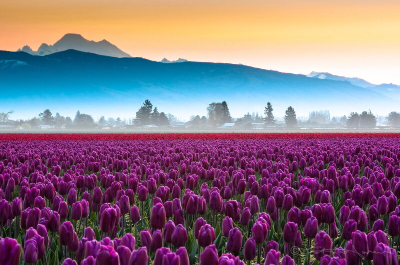 Purple Tulip Field — Serene, Sunrise
