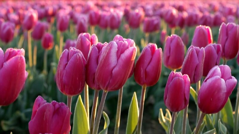 Purple Tulip Field — Serene, Sunset, Photograph, Flowers