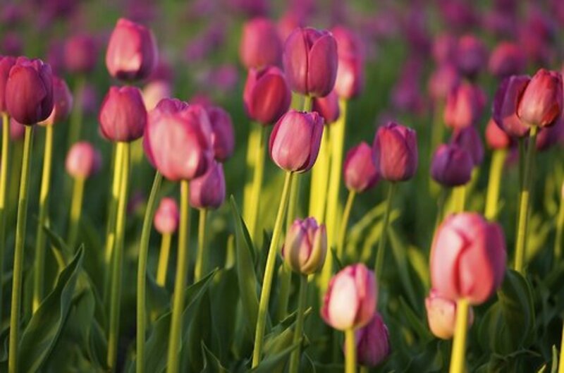 Purple Tulip Field — Serene, Sunset, Photograph, Green Stems