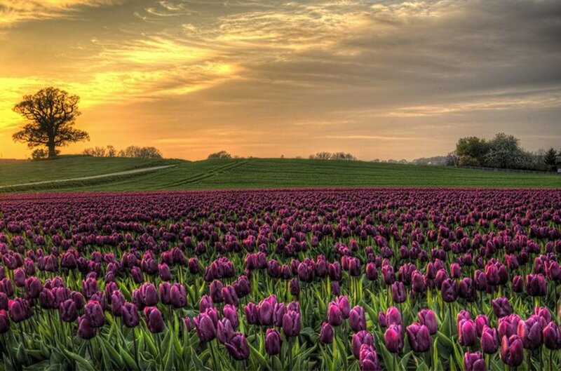 Purple Tulip Field — Serene, Sunset, Photograph