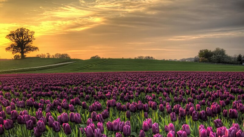 Purple Tulip Field — Serene, Sunset, Photograph, Tree, Sky