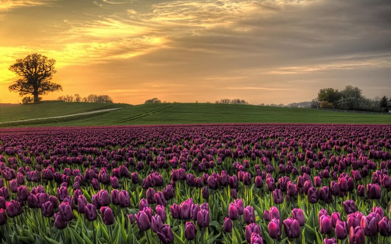 Purple Tulip Field — Serene, Sunset, Photograph, Tree