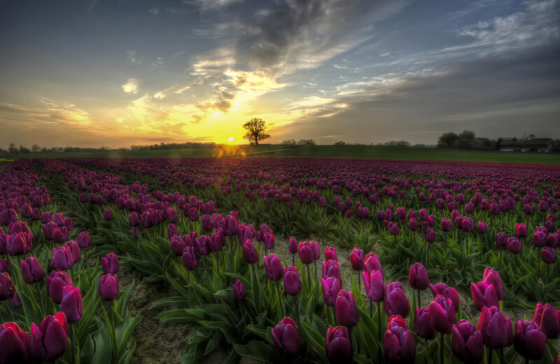 Purple Tulip Field — Serene, Sunset