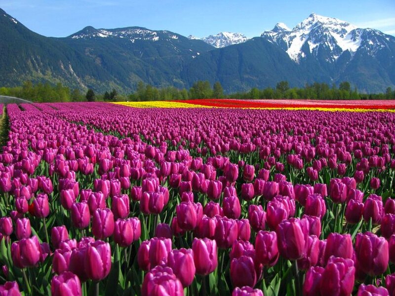 Purple Tulip Field — Serene