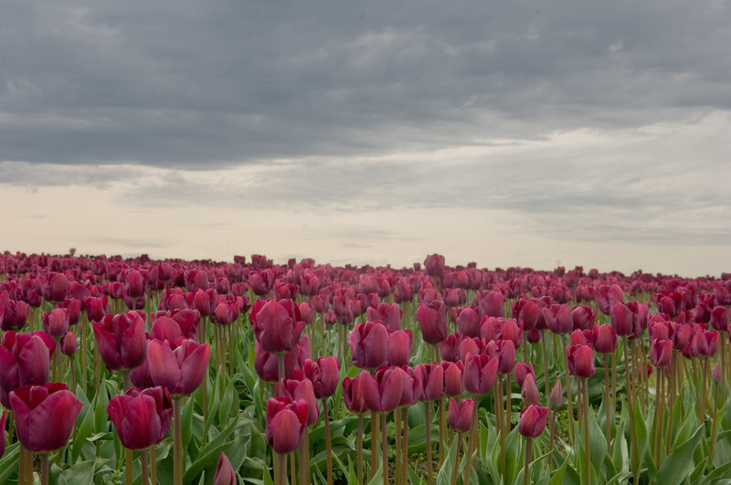 purple tulip field under cloudy sky